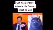 Cat Accidentally Attends Owner&rsquo;s Meeting Call on Live TV, Leaves News Anchor in Splits (Watch Video)