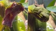 Snakes Can Yawn? Viral Video of This Huge Green Serpent&rsquo;s Frightening Yawn Will Send Chills Down Your Spine (Watch)
