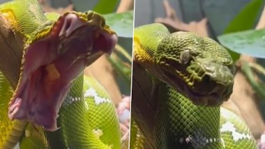 Snakes Can Yawn? Viral Video of This Huge Green Serpent’s Frightening Yawn Will Send Chills Down Your Spine (Watch)