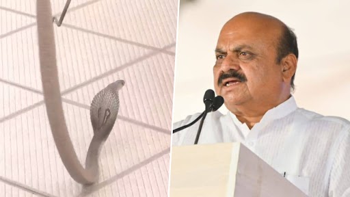 Karnataka: Snake Spotted at BJP Office Premises in Shiggaon As CM Basavaraj Bommai Arrives (Watch Video)