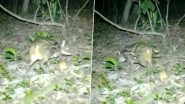 Spotted Chevrotain or Rare Indian Mouse Deer Seen in Kanger Valley National Park in Chhattisgarh (Watch Video)