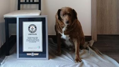 World's Oldest Dog Turns 31: Oldest Living Canine by Guinness World Records to Celebrate Milestone 31st Birthday in Portugal