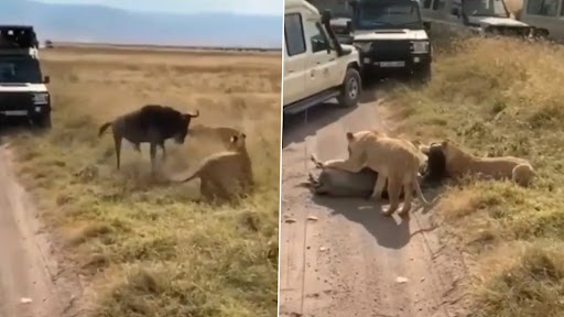 Lions Take on Oblivious Wildebeest as Safari Vehicles Halt to Catch a Glimpse of Chilling Hunt (Watch Video)