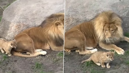 Lion Cub Scares ‘King of Jungle’! Cub Sneaks Up on Father With Slow ...