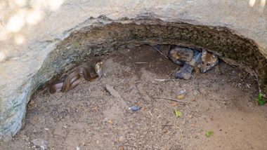 Venomous Snake Indian Cobra, Golden Jackal Found Trapped Inside 25-Foot Deep Dry Well in Maharashtra Village, Wildlife SOS And Forest Departmet Rescue Both (See Pic)