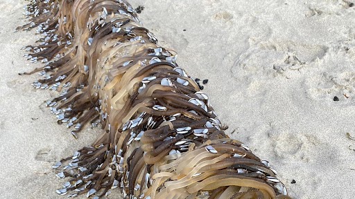 Alien Creature Spotted in New Zealand? Woman Discovers Bizarre Creatures With Warm-Like Tentacles Washed Up on Papamoa Beach, Shares Pics