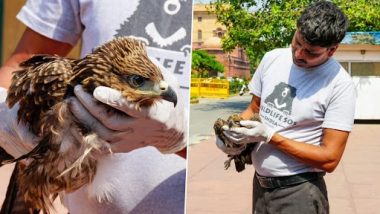 Black Kites Get Stuck in PM Narendra Modi's Office: Two Dehydrated Birds Crash Land in PMO Premises, Rescued (See Pics)