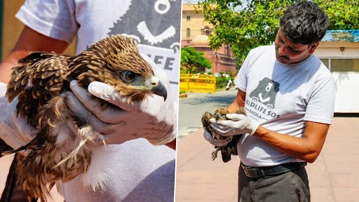 Black Kites Get Stuck in PM Narendra Modi's Office: Two Dehydrated Birds Crash Land in PMO Premises, Rescued (See Pics)