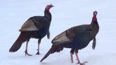 Bird Flu Outbreak: Czech Republic Culls 15,000 Turkeys at Farm