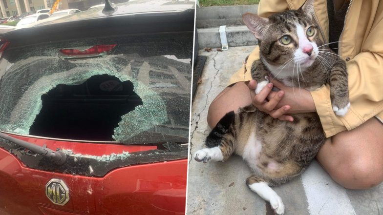 Cat Miraculously Survives After Falling From 6-Storey Building and Crashing Into Car Window in Bangkok (See Pics and Video)