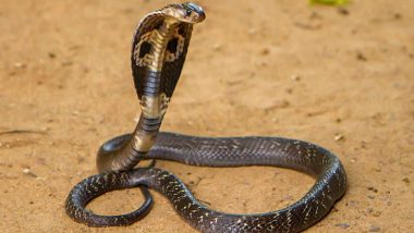 Snake Bite Case: Odisha Government Issues Guidelines for Rescue and Release of Reptiles From Areas Inhabited by Humans