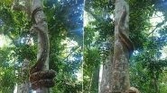 Python Tree Climbing Viral Video: Giant Snake Effortlessly Climbs Up a Tree, Old Clip Will Leave You Stunned!