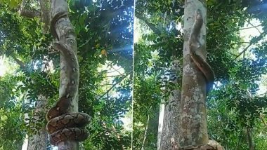 Python Tree Climbing Viral Video: Giant Snake Effortlessly Climbs Up a Tree, Old Clip Will Leave You Stunned!