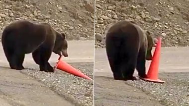 'Responsible' Bear Picks Up Fallen Traffic Cone, Viral Video Will Surprise You