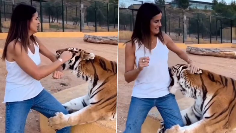 Tiger Attack Viral Video: Tiger Suddenly Turns Aggressive, Violently Grasps Woman Playing With It Inside Enclosure