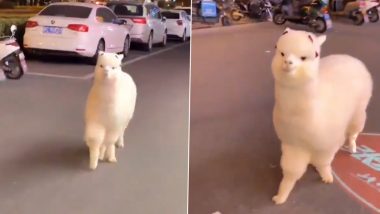 Fluffy Alpaca Runs Happily Towards Camera Wearing Bows, Cute Video Goes Viral