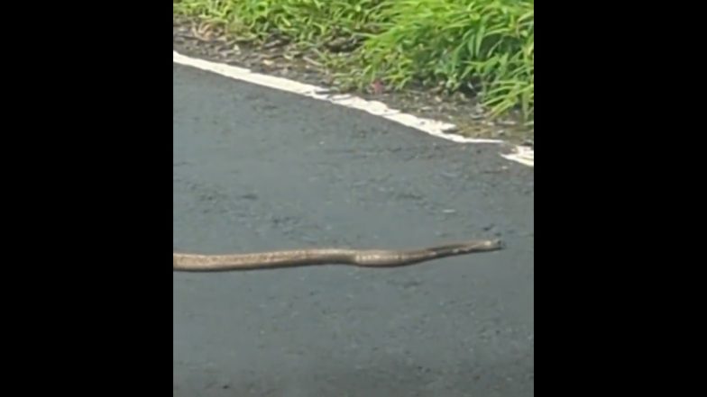 Man Stops Car in Time to Give Passage to Cobra For Crossing the Road (Watch Video)