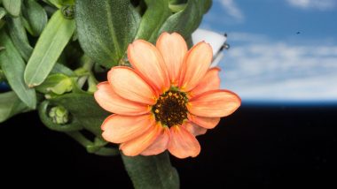 'Space Flower': NASA Stuns Internet, Shares Picture of the Fascinating Zinnia Flower Blooming in Space