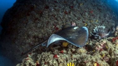 Israel Launches First Tourist Marine Nature Reserve in Mediterranean Sea off Country’s Northern Coast