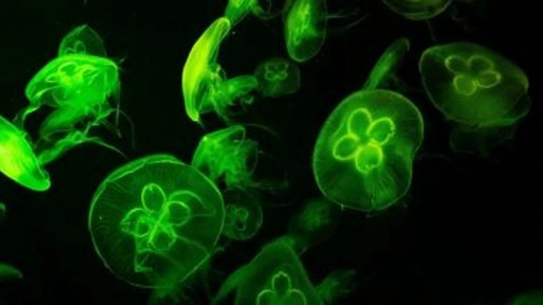 Gandhinagar: Parts of Kalol Town Declared Cholera Affected After Four Cases Reported