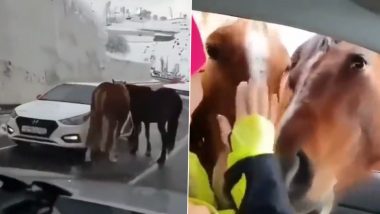 Horse Couple Stops Drivers in the Middle of the Road and Makes People Pat Them, Heartwarming Video Goes Viral (Watch)