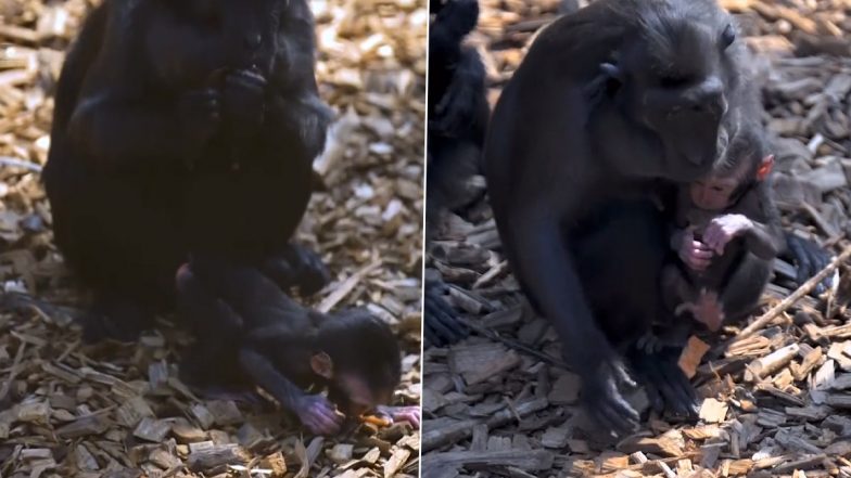 Rare Sulawesi Crested Macaque Monkey Born at Chester Zoo! Watch Video As UK Zoo Celebrates Birth of One of the World's Most Endangered Primates