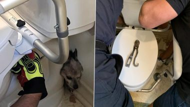 Small Dog Gets Stuck Behind Toilet Seat, US Firefighters Rescued the Puppy (See Pics)