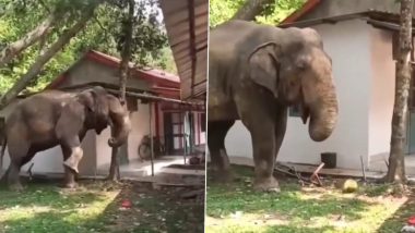 Elephant Calmly Shakes Tree To Eat Its Favorite Jackfruit at Narengi Army Camp in Guwahati, Video Goes Viral