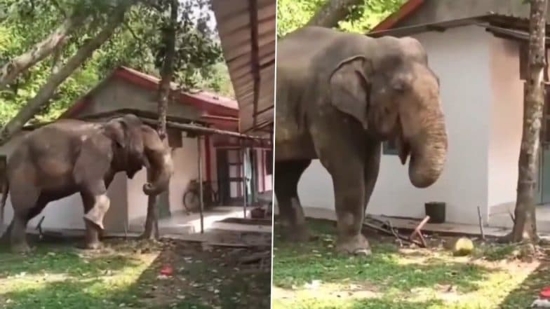 Elephant Calmly Shakes Tree To Eat Its Favorite Jackfruit at Narengi Army Camp in Guwahati, Video Goes Viral