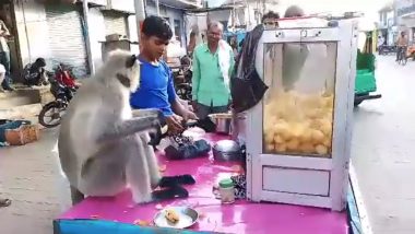 Monkey Eating Pani Puri Viral Video: Watch Clip of Monkey Enjoying Golgappa in Gujarat's Tankara That Has Everyone ROFLing
