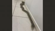 Snake Enters Home in Australia Photo: Couple Find 2.5-Metre-Long Python Inside Their House in Queensland