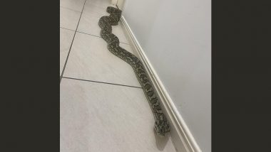 Snake Enters Home in Australia Photo: Couple Find 2.5-Metre-Long Python Inside Their House in Queensland