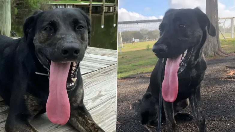 Dog With Longest Tongue in World: Louisiana Dog Zoey With 12.7cm-Long Tongue Makes Guinness World Record, Check Pics