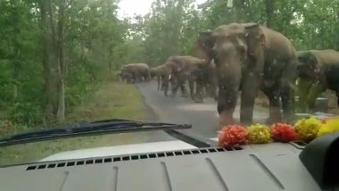 'Grateful Matriarch': Giant Elephant Stops to Thank Forest Officers for Providing Safe Passage to Herd of Elephants Crossing Highway (Watch Video)