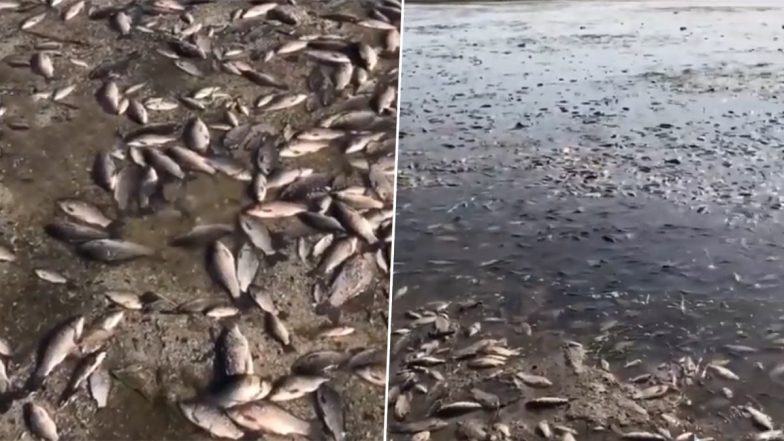 Dnipro River Flooding: Video Showing Thousands Of Fish Die in Mass Mortality Event Due To Kakhovka Dam Blow-Up