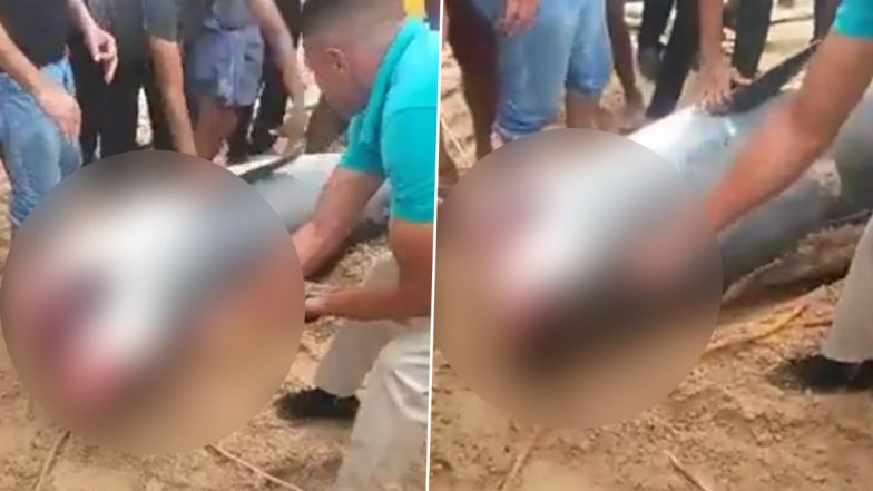 Shark Beaten to Death in Egypt Videos: Locals Kill Tiger Shark That Ate Russian Tourist Alive in Red Sea, Disturbing Footage Goes Viral