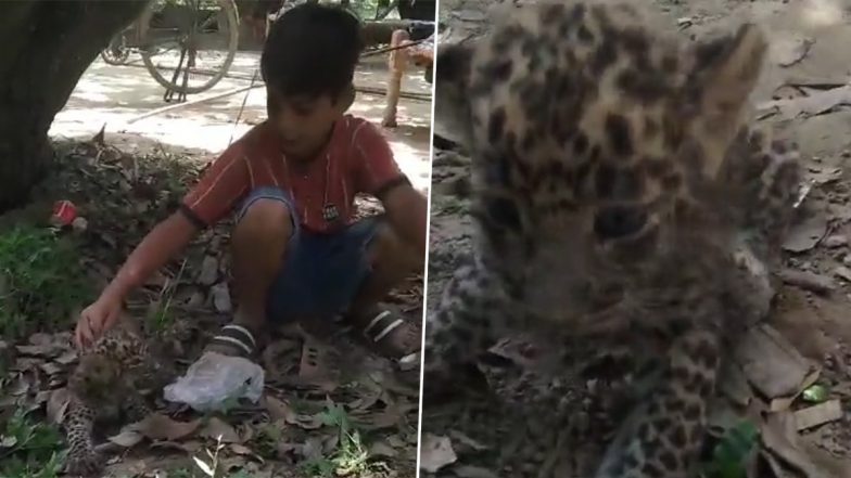 Leopard Cub Found in Park in UP's Meerut, Tied With String By Children; Reunited with Mother by Forest Department (Watch Video)