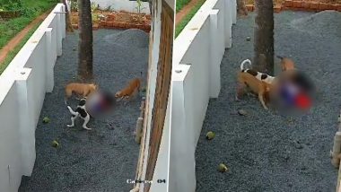 Dog Attack in Kerala Video: Small Girl Gets Mauled by Pack of Stray Dogs in Kannur, Suffers Serious Injuries; Disturbing CCTV Footage Surfaces