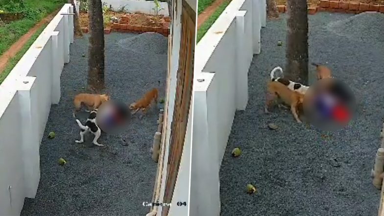 Dog Attack in Kerala Video: Small Girl Gets Mauled by Pack of Stray Dogs in Kannur, Suffers Serious Injuries; Disturbing CCTV Footage Surfaces