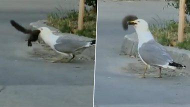 Seagull Swallows Squirrel in Chilling Video, Netizens Baffled Over Seabird's Vast Feeding Preferences