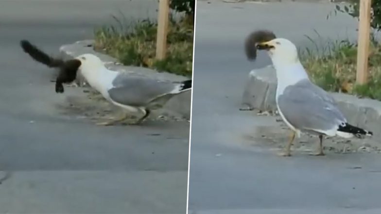 Seagull Swallows Squirrel in Chilling Video, Netizens Baffled Over Seabird's Vast Feeding Preferences