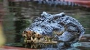 Snappy Birthday! World's Largest Captive Crocodile, Cassius, Living in Green Island Turned 120 Years Old (See Pics)