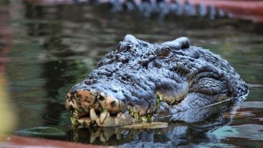 Crocodile in Uttar Pradesh: Six-Feet Long Crocodile Crawls Into House in Sitapur, Rescued by Forest Team