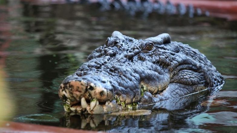 China: Several Crocodiles Spotted Roaming in Streets After Escaping From Crocodile Farm in Flood-Hit Maoming, Massive Operation Launched to Capture Them (See Pics and Video)