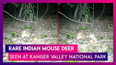 Rare Indian Mouse Deer Or Spotted Chevrotain Seen At Kanger Valley National Park In Chhattisgarh