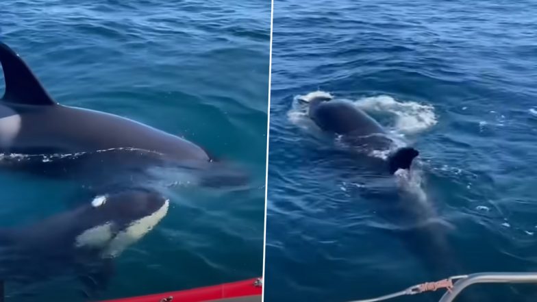 Whale Attack Caught on Camera! Crew Survives Killer Whales Attacking Sailboat Off Coast of Spain, Video Surfaces Online