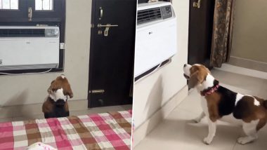 Pet Dog Tries to Switch On Air Conditioner, Cute Video of the Beagle Goes Viral (Watch)