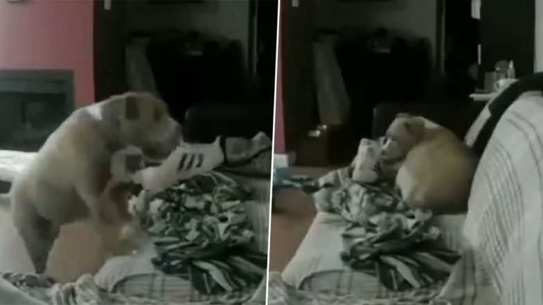 This Cute Video of Dog Carrying Owner's Shoe to Sleep Beside It Perfectly Sums Up Why Dogs Are Called Man's Best Friend