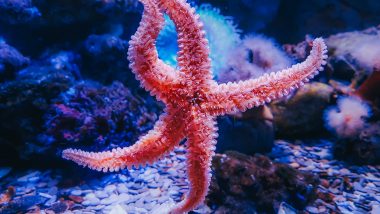 Selfie With Starfish Lands Chinese Tourists in Thailand Jail: Two Jailed, Fined for Posting Selfies With Starfish While on Diving Excursion Off Koh Racha Yai