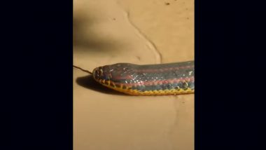 'Rainbow' Snake Spotted in Florida: Watch Video of Man Finding 'Beautiful' Reptile in Northern Florida